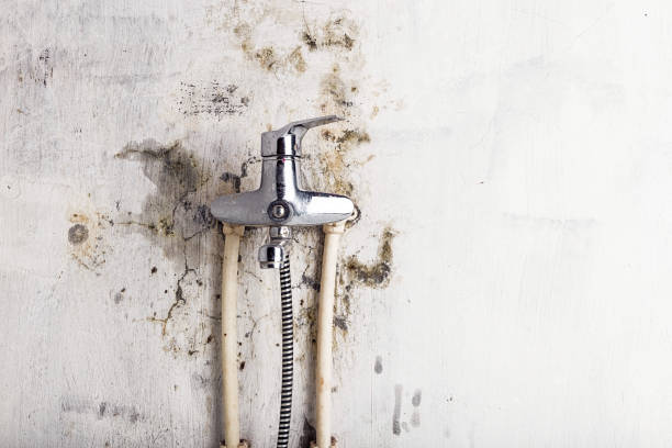 Best Mold Damage Repair  in Dry Ridge, KY