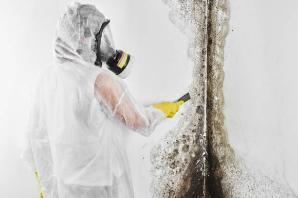 Best Affordable Mold Removal  in Dry Ridge, KY
