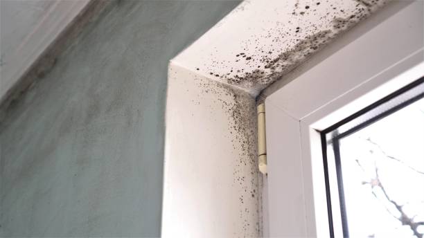 Best Emergency Mold Removal  in Dry Ridge, KY