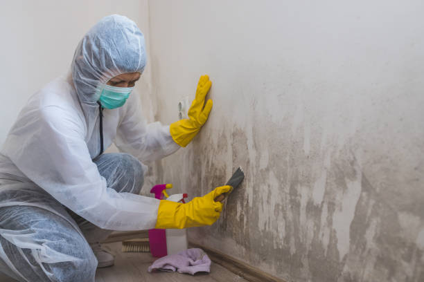 Best Toxic Mold Removal  in Dry Ridge, KY