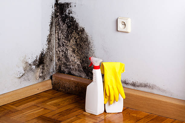 Best Office Mold Removal Services  in Dry Ridge, KY