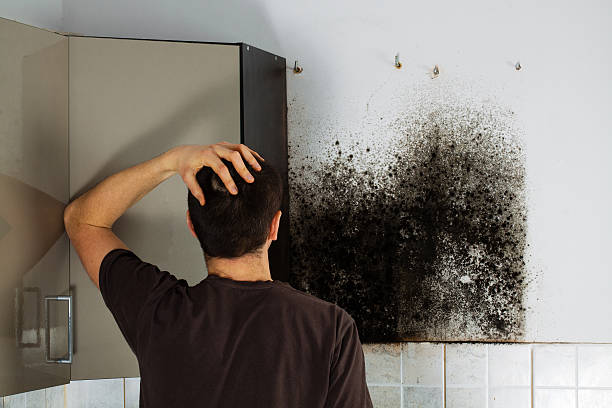 Best Certified Mold Removal  in Dry Ridge, KY